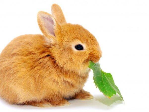 Веточный корм для кроликов: какие ветки можно давать