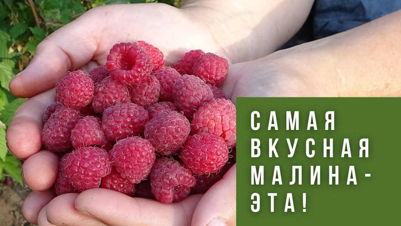 Малина полонез описание сорта фото