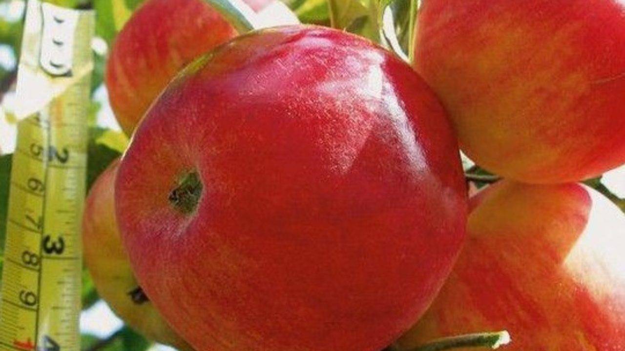 ✅ о яблоне солнцедар: описание сорта, характеристики, агротехника, выращивание - tehnomir32.ru