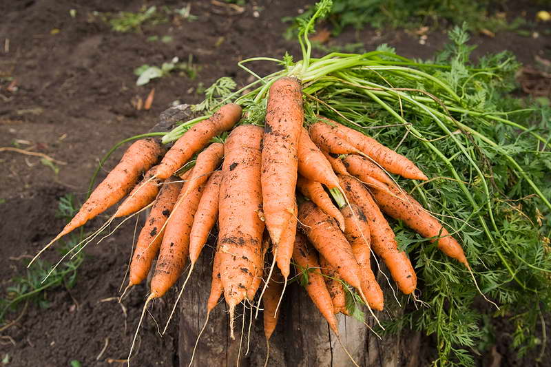 Подкормить морковь народными средствами: чем полить всходы, которые плохо растут в открытом грунте, можно ли настоем крапивы, коровяком, как применять удобрения? русский фермер
