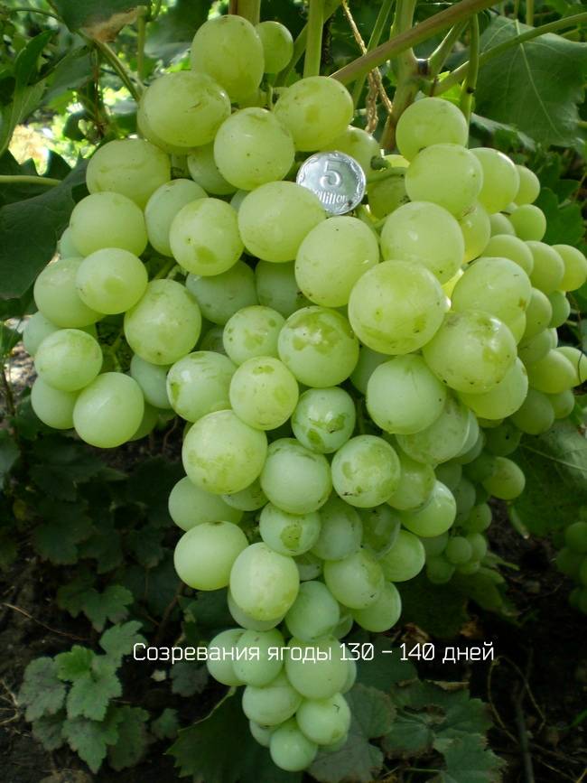 Виноград антоний великий, описание сорта