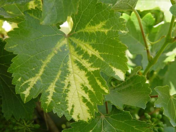 Желтеют листья у винограда: причины и лечение