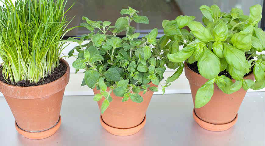 Петрушка на подоконнике. выращивание в домашних условиях, в квартире на окне, балконе, в горшке. подготовка и обработка семян