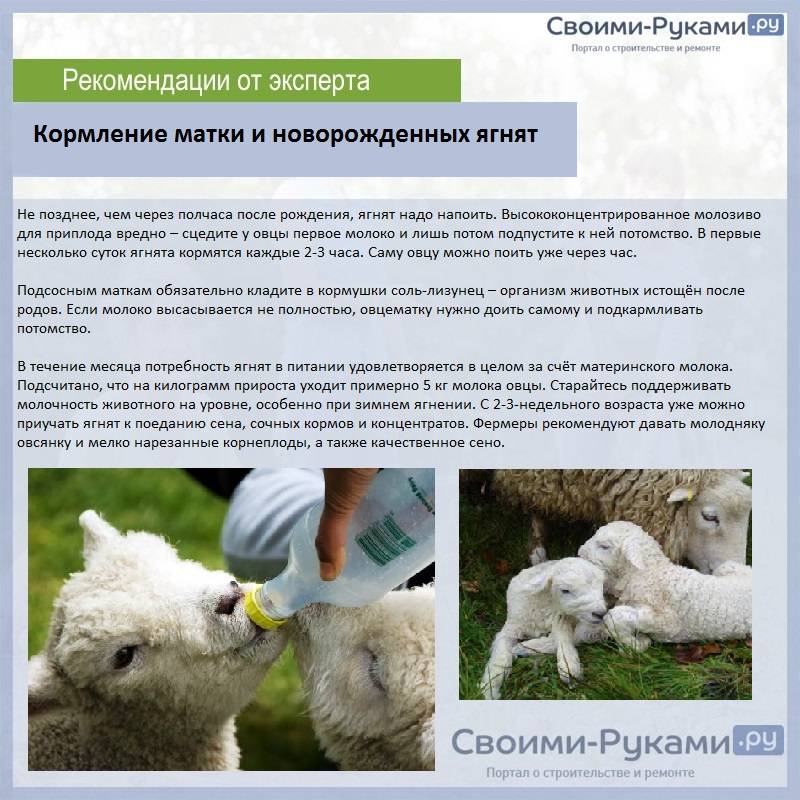 Содержание и кормление овец зимой