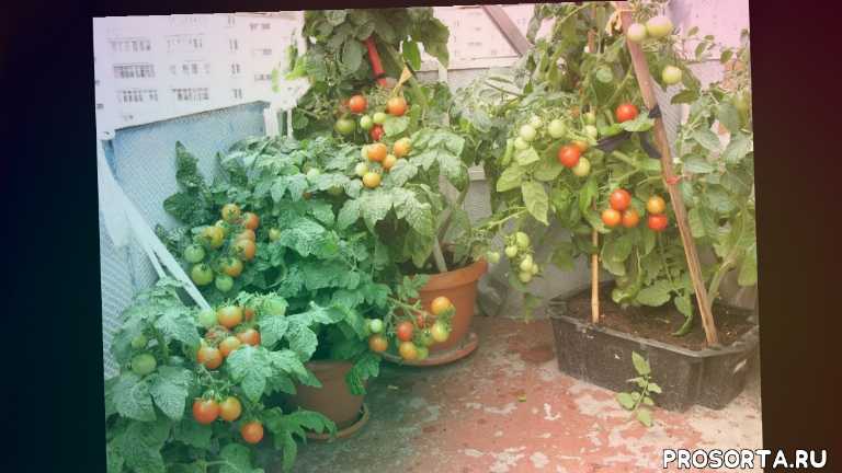 Балконные помидоры - "балконное чудо", описание комнатного сорта томатов с фото русский фермер