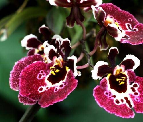 Орхидея лудизия: уход в домашних условиях, размножение, пересадка, субстрат