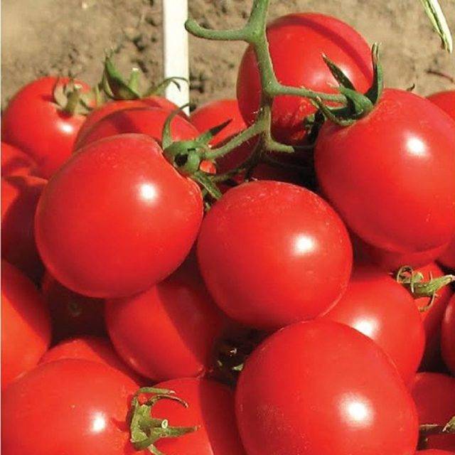 Описание сорта помидоров солеросо