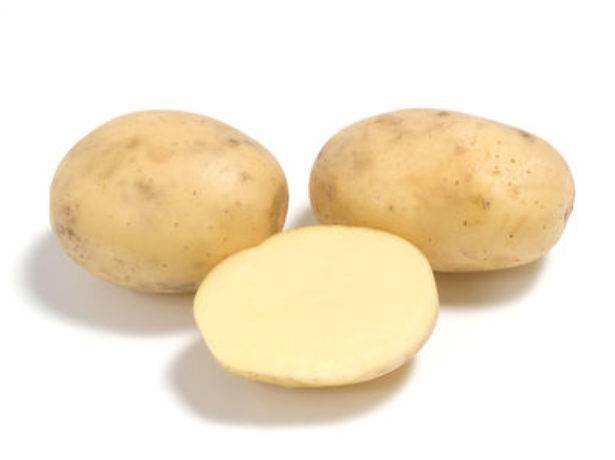 Сорт картофеля латона: фото, отзывы, описание, характеристики.