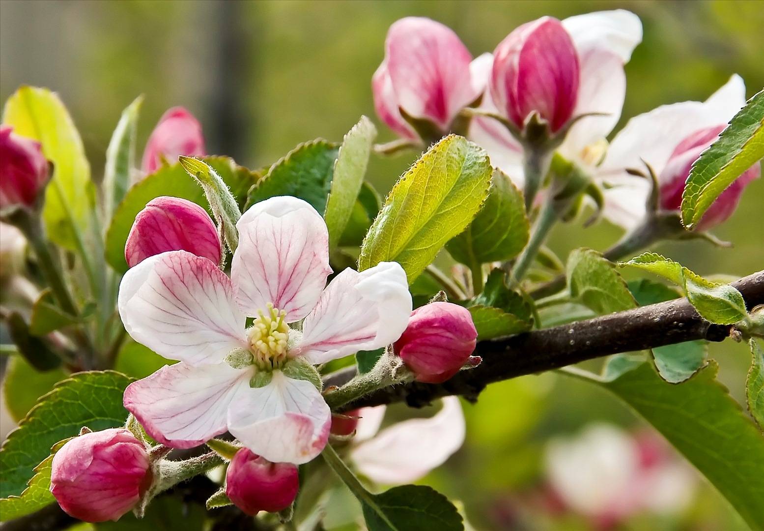 Чем подкормить яблоню, какие удобрения использовать?