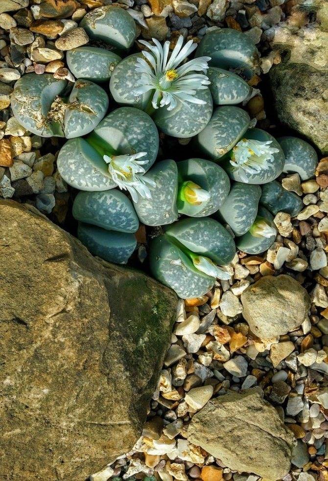 Живые камни - литопсы. уход в домашних условиях. удивительные фото