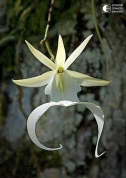 Необыкновенная орхидея пелорик: изюминка или дефект? описание, фото и особенности ухода