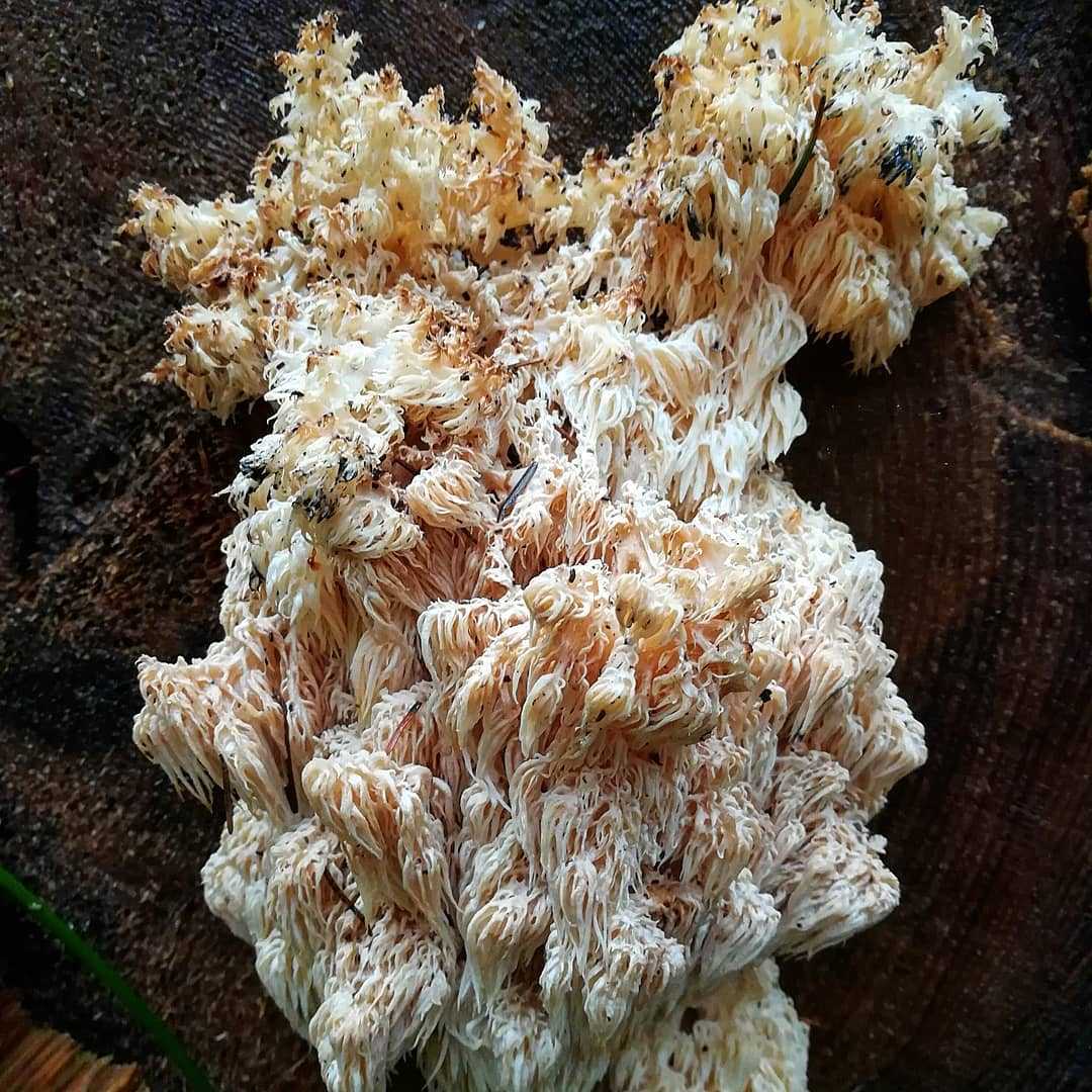 Ежовик гребенчатый – гриб, незаменимый для здоровья