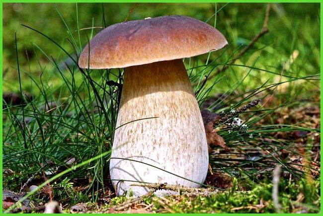 Белые грибы в домашних условиях - разведение и выращивание в промышленных масштабах (130 фото)