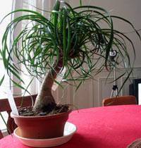 Растение бокарнея (нолина), уход в домашних условиях, фото
