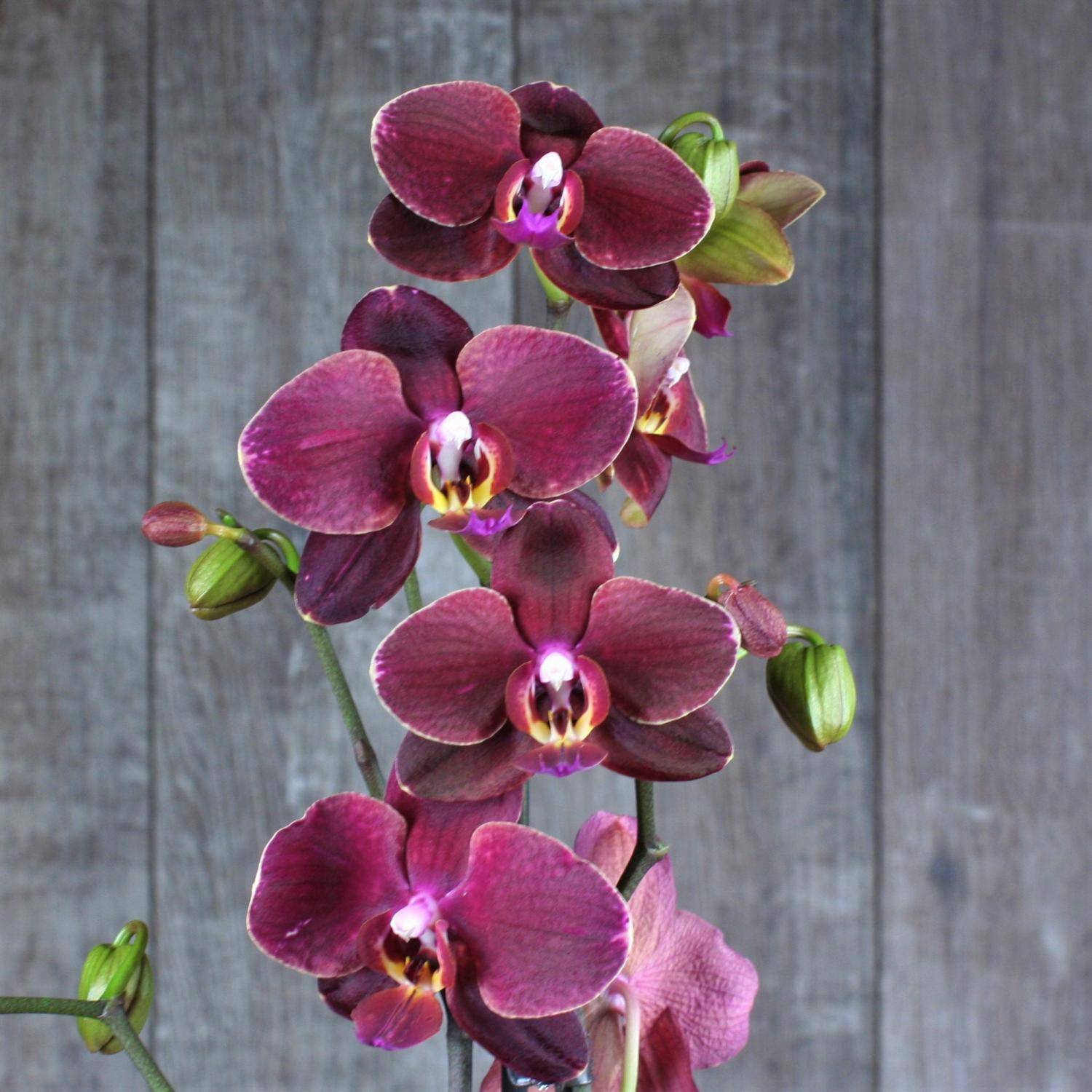 Голубая орхидея: крашеная или нет, существует ли данного цвета, есть и бывает ли в природе?
