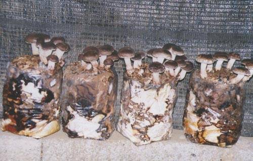 Строение грибного мицелия и его выращивание