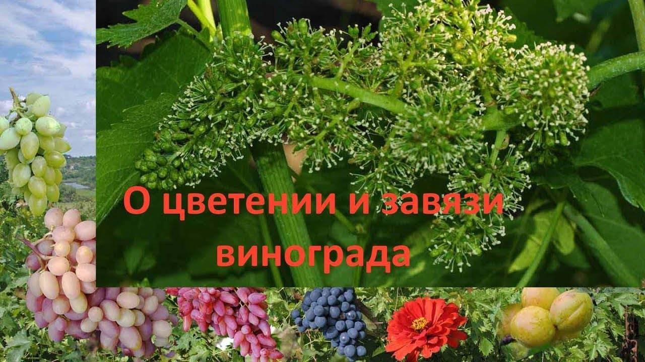 Почему опадают цветки винограда - агро журнал dachnye-fei.ru