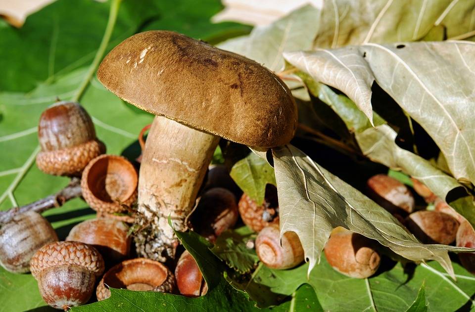 Какие грибы радиоактивные и почему?