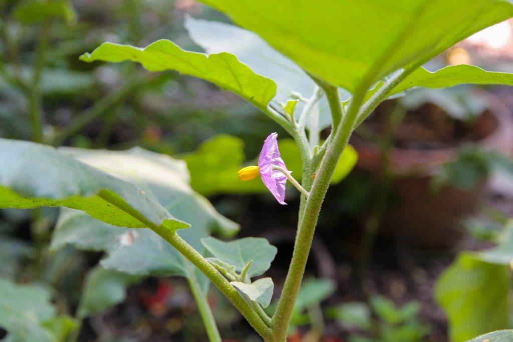 Как выращивать баклажаны в открытом грунте