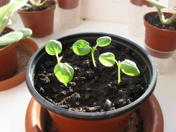 Гибискус: выращивание из семян в домашних условиях
