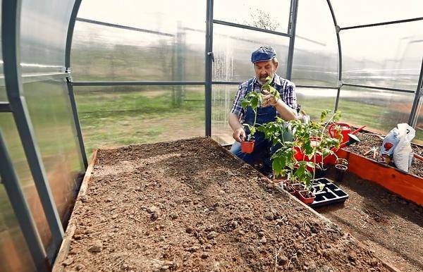 Посадка помидоров в теплицу требует грамотного подхода: как сажать правильно, посадить томаты и высаживать