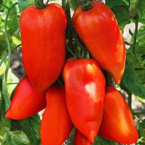 Характеристика сорта томатов перцевидный гигант | lifestyle | селдон новости
