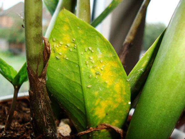 Замиокулькас: почему желтеют листья и как помочь зеленому питомцу
