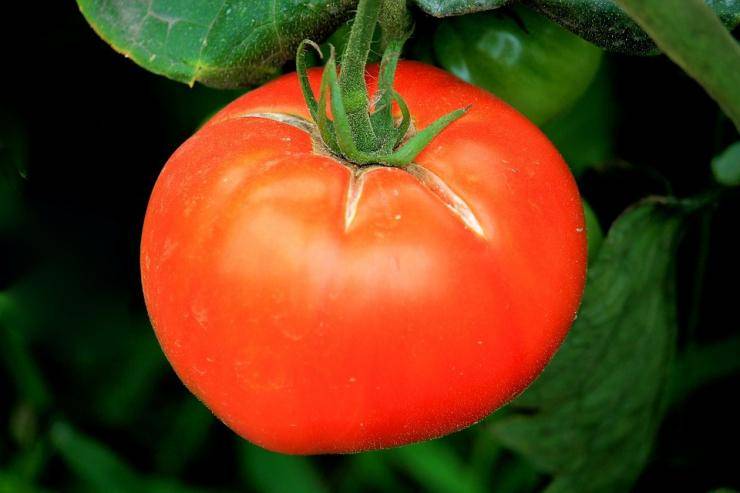 Народные рецепты подкормки и обработки помидор