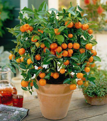 Апельсиновое дерево из косточки в домашних условиях – выращиваем экзотику