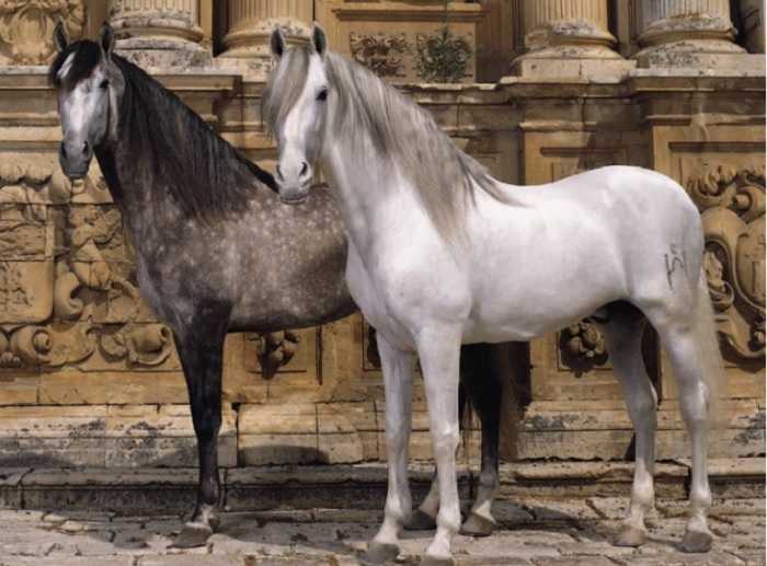 Андалузская лошадь: происхождение и особенности