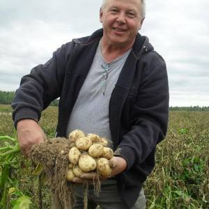 Выращивание картофеля с урожайностью 50 тонн с одного гектара