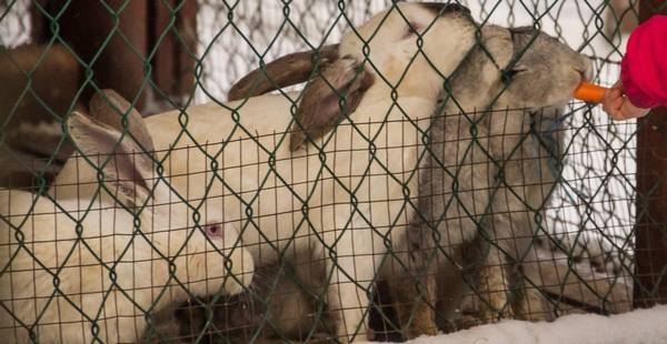 Как поить кроликов зимой при уличном содержании?