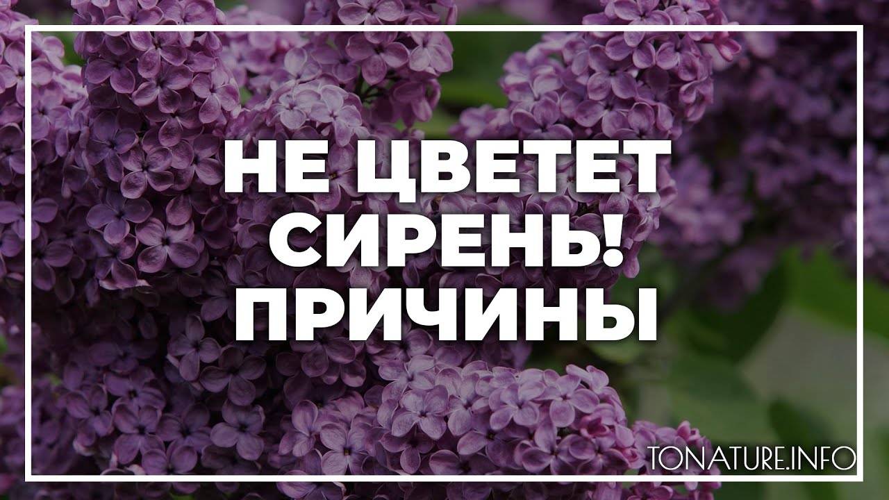 6 правил безупречного ухода за сиренью — ботаничка.ru