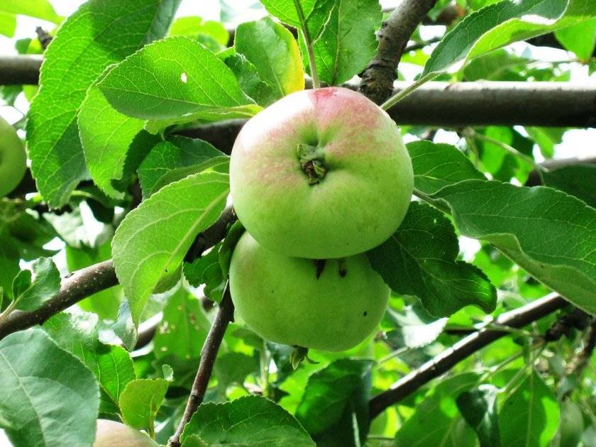Описание сорта яблони строевское: фото яблок, важные характеристики, урожайность с дерева