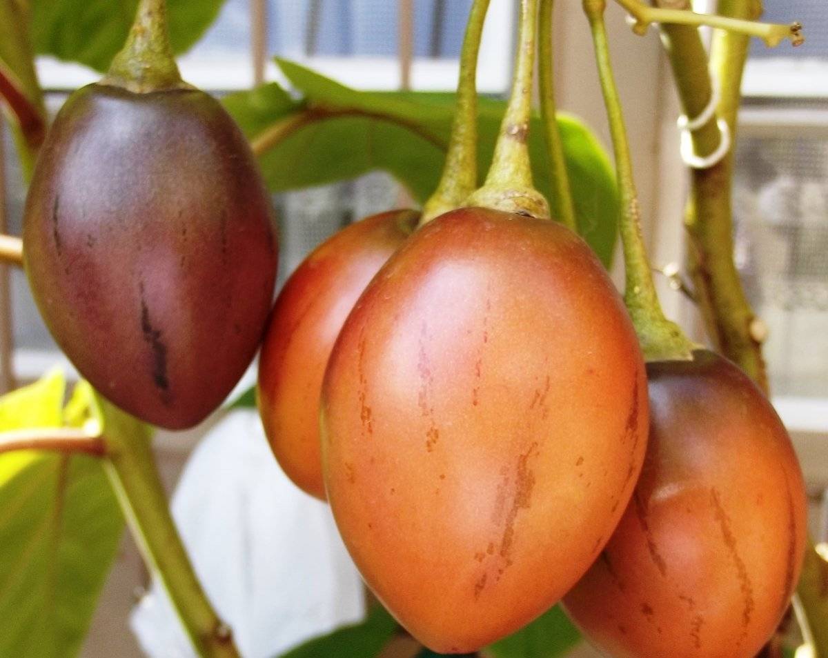 Как вырастить помидорное дерево в открытом грунте - посадка и уход