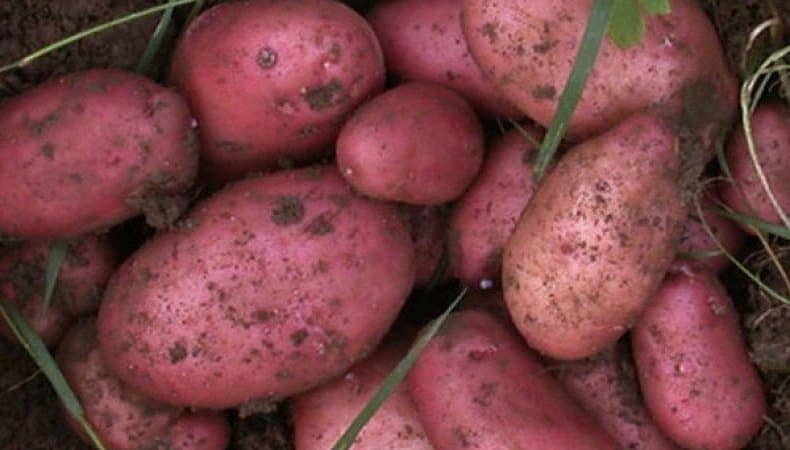 Высокоурожайный сорт картофеля «роко», идеально подходящий для варки и запекания