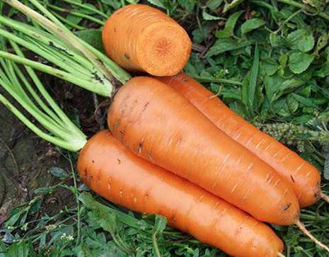 Морковь нандрин f1 - описание сорта, фото, отзывы, посадка и уход - журнал "совхозик"