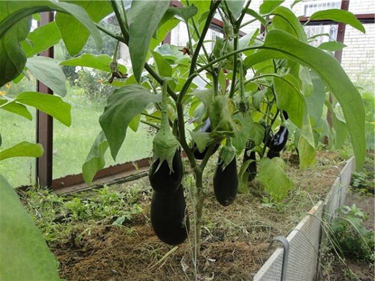 Баклажаны выращивание и уход в теплице из поликарбоната