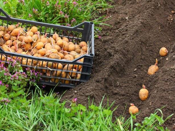 Выращивание картофеля как бизнес: оборудование, технология производства