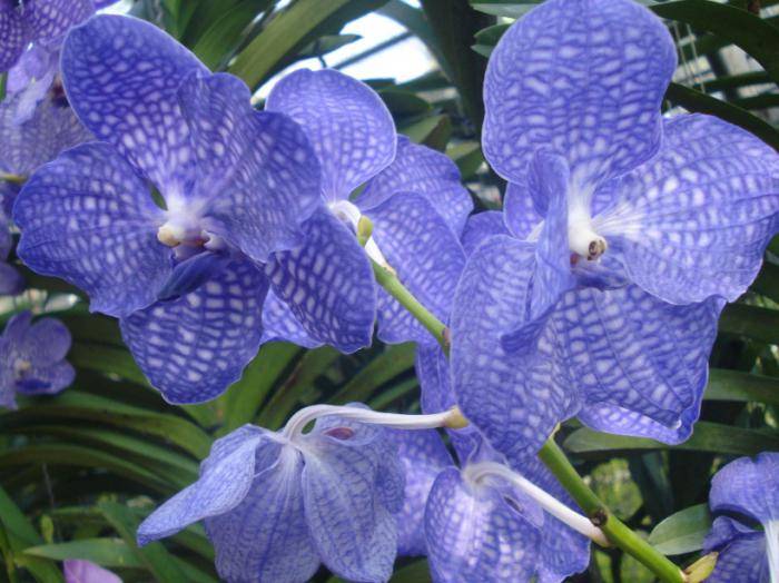 Орхидея «Ванда»: фото, уход в домашних условиях