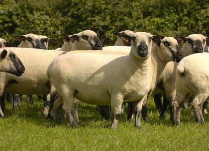 Выгодно ли заниматься разведением овец
