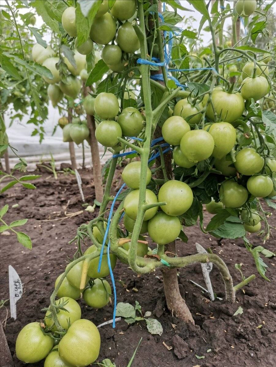 Выращивание помидор по маслову, увеличение урожая в 8 раз