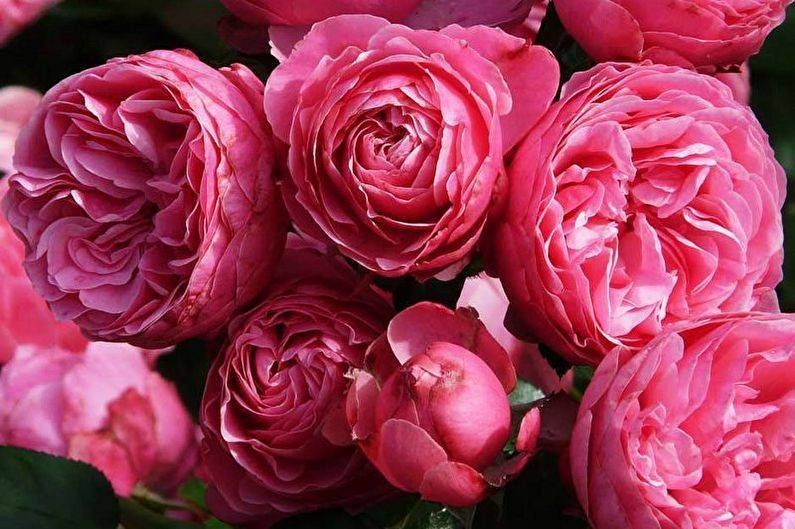 Роза флорибунда: фото и описание популярных сортов, особенности посадки и ухода в открытом грунте, размножение