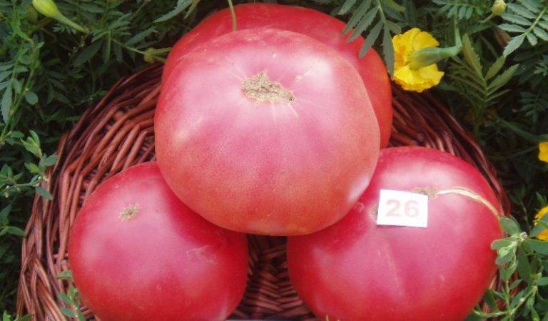 Как успешно вырастить традиционный салатный сорт помидоров розовый гигант