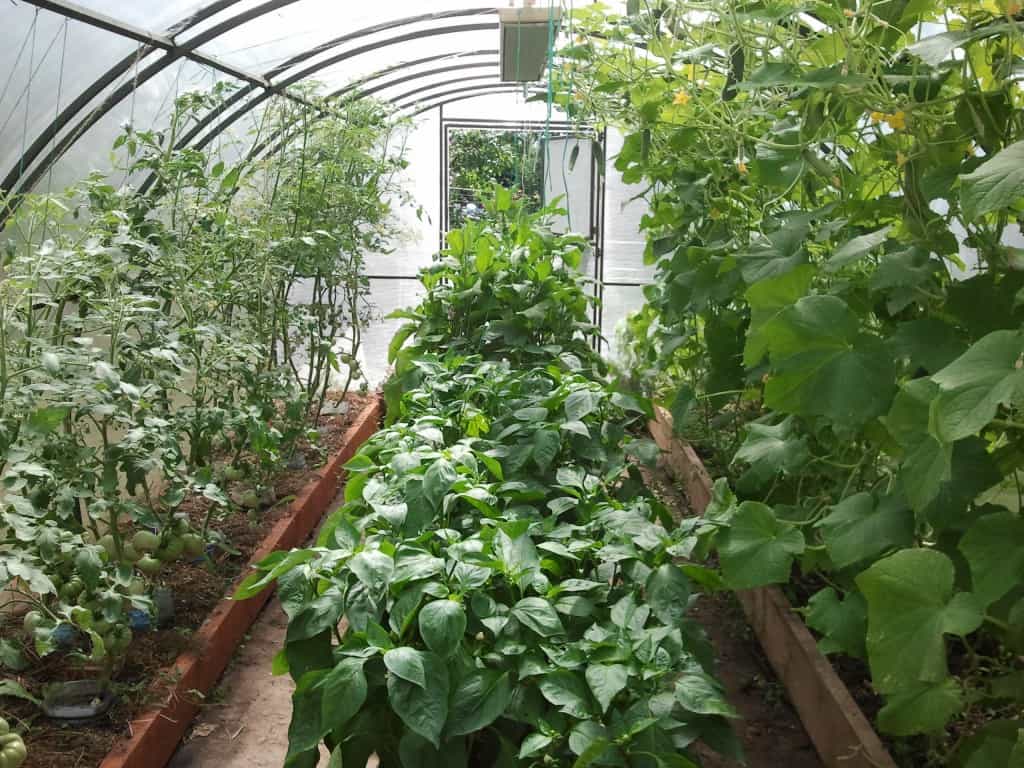 Правильный посев семян перца и баклажан на рассаду: когда сеять, как избежать пикировки, как поливать и ухаживать за рассадой