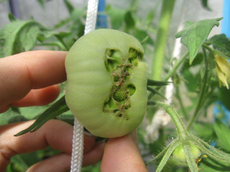 Болезни томатов: описание с фотографиями и борьба с ними