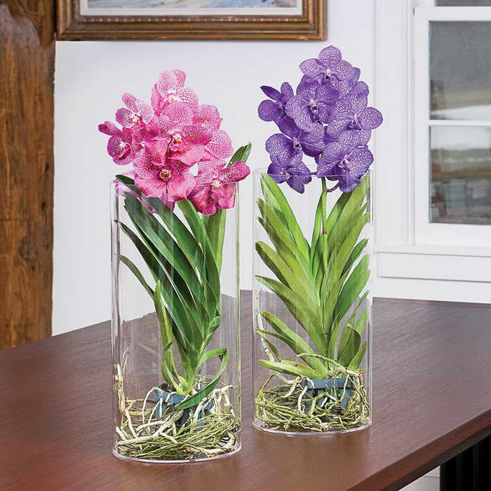 Выращивания орхидей в домашних условиях. советы начинающим цветоводам.