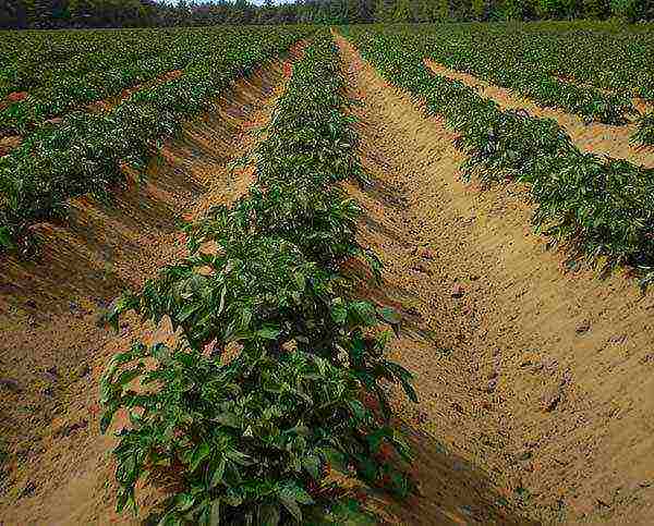 Посадка картофеля по проверенной голландской технологии: подходящие сорта, обязательные условия