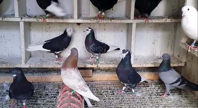В чем уникальность породы кировоградских голубей