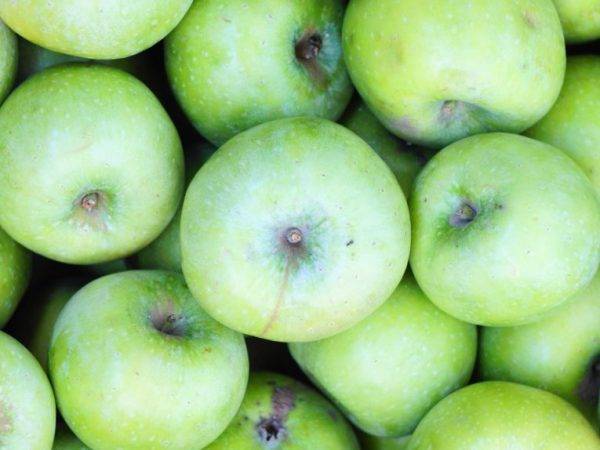Яблоня семеренко: описание сорта яблок, посадка и уход + фото, отзывы